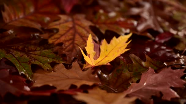 秋の葉は濡れた落ち葉の上に落ち動きの遅いビデオ — ストック動画