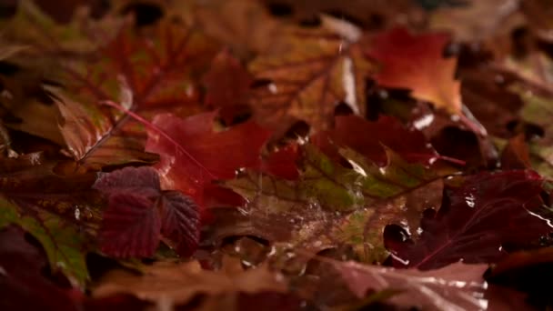 Voda Kapající Podzimní Spadané Listí Pozadí Špatné Sezónní Počasí — Stock video