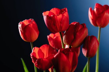 mavi arkaplanda kırmızı laleler, yakın plan, ön görünüm