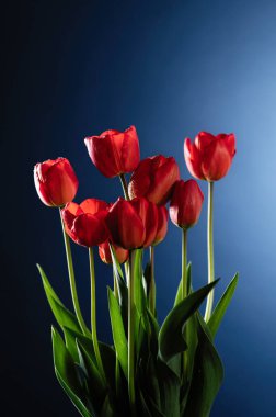 mavi arkaplanda kırmızı laleler, metin için boş boşluk, ön görünüm, dikey biçim