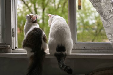 İki beyaz kedi eski bir pencerede oturuyor ve tuhaf bir şekilde sokağa bakıyor..