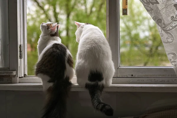 Two White Cats Sit Old Window Look Curiously Street — Foto Stock