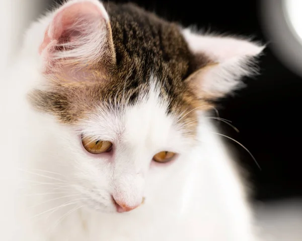 Close White Kitten Head Looking — Stock Photo, Image