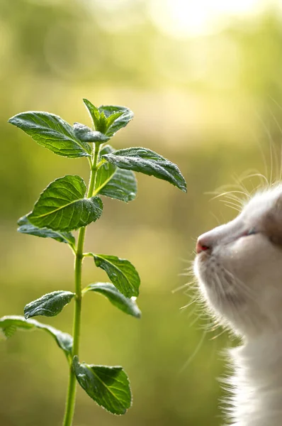 Cespuglio Menta Sfondo Verde Naturale Gatto Bianco Guarda Pianta Formato — Foto Stock