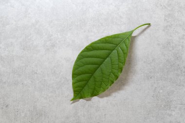 açık gri arkaplanda yeşil avokado yaprağı, metin için boşluk, üst görünüm