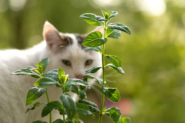 Cespuglio Menta Sfondo Verde Naturale Gatto Bianco Sullo Sfondo — Foto Stock