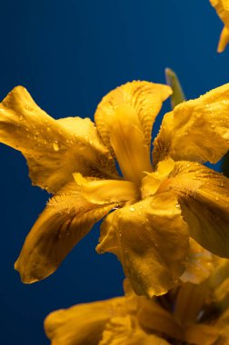 Mavi arka plandaki yaprakların üzerine su damlaları olan sarı iris çiçekleri, dikey format