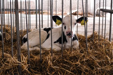 Süt çiftliği, samanlıkta küçük beyaz ve siyah buzağı.