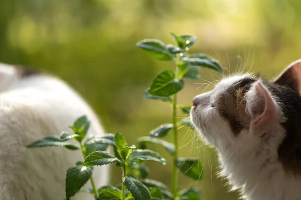 Arbusto Hortelã Fundo Natural Gatos Brancos Estão Interessados Cheirando Planta — Fotografia de Stock