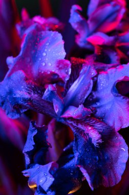 Yaprakların üzerine su damlatan mor iris çiçekleri, kırmızı neon ışığı, dikey şekil, yakın çekim