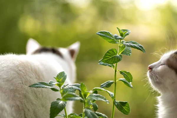 Arbusto Hortelã Fundo Natural Gatos Brancos Estão Interessados Cheirando Planta — Fotografia de Stock