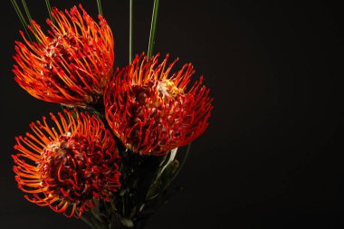 Lökospermum, koyu arkaplanda kırmızı bir çiçek, çiçek kompozisyonları için, afiş için, yazı için yer