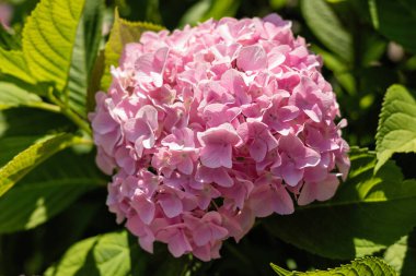 Pembe ortanca çiçeklerinin aşılanması, çiçek açan çalılar, doğal arka plan, yakın plan.