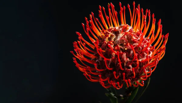 Leucospermum Red Flower Dark Background Floral Compositions — Stok fotoğraf