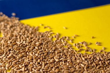 Wheat grain on a yellow-blue background, war in Ukraine, place for text