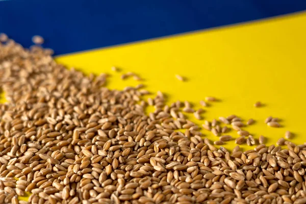 Wheat Grain Yellow Blue Background War Ukraine Place Text Стоковое Фото