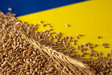 Grain and ears of wheat on a yellow-blue background, war in Ukraine, place for text