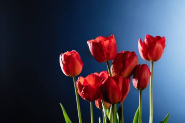 Mavi arkaplanda kırmızı laleler, metin için boş boşluk, ön görünüm