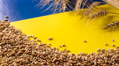 Grain and ears of wheat on a yellow-blue background, war in Ukraine, place for text
