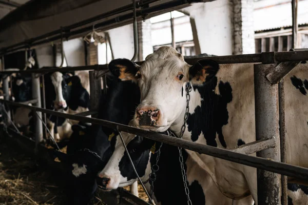 Коровы Коровнике Молочной Ферме Концепция Животноводства Стоковая Картинка