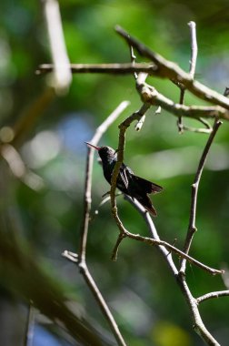 Küçük kuş sinekkuşu. Vahşi doğadaki kuş dalda. Doğadaki hayvan kuşu. Ağaç kocakarısı sinekkuşu. Kuzey Amerika 'nın biyolojik çeşitlilik faunası.