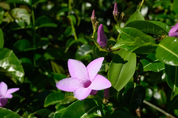 Фотографии Изображены Тропические Фиолетовые Цветы Фиксированные Экзотические Цветы Джунглях Доминиканской — стоковое фото