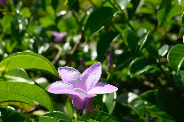 Фотографии Изображены Тропические Фиолетовые Цветы Фиксированные Экзотические Цветы Джунглях Доминиканской — стоковое фото