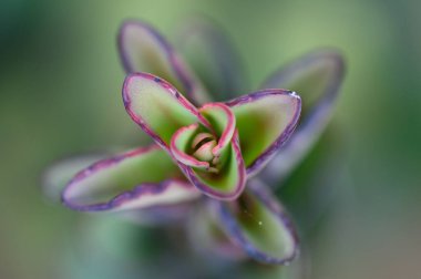 Tropikal çiçeğe yakın çekim. Orta Amerika 'nın bitkisel biyolojik çeşitliliği. Yaprak deseni soyut çiçek açar. Çiçeğin içindeki Macro. Vahşi doğada sulu bitkiler.