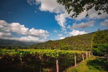 Chayote tarımı kırsal kesimin doğal görüşü. Tropikal sebze bitkileri hasat edin. Dağ başındaki çakal gibi sebze fidanlığı. Tepelerdeki tarım alanı. Bitki çiftliğinin manzarası.
