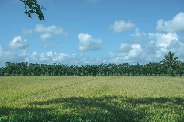 Fénykép Egy Rizs Ültetvényről Amit Reggel Készítettek Dominikai Köztársaságban Természetes — Stock Fotó