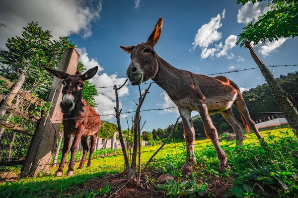 Yeşil çimen tarlasında iki eşekle çekilmiş fotoğraf. Köydeki kırsal hayvanlar. Arka plan yeşil çimenlik ve mükemmel mavi gökyüzü. Eşek portresi.