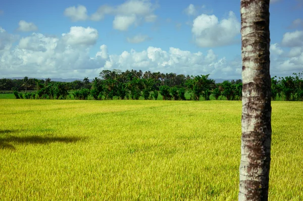 Fénykép Egy Rizs Ültetvényről Amit Reggel Készítettek Dominikai Köztársaságban Természetes — Stock Fotó