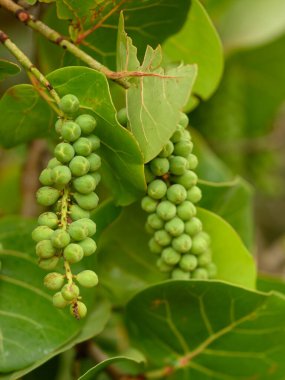 Dominik Cumhuriyeti 'nde bir plajda çekilmiş üzümlerin fotoğrafı. Ağacın fotoğrafı üzümlerin nasıl büyüyüp şekillendiğini gösteriyor. Yapraklar yoğun ve derimsi, tohumlar küçük..