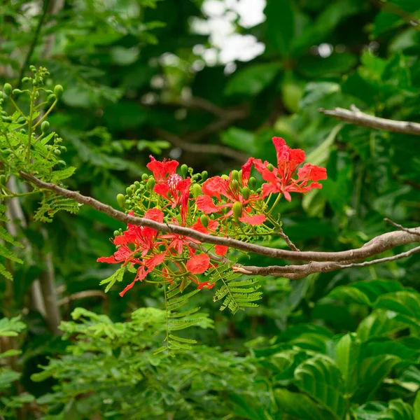 Фотографії Зображене Екзотичне Вільне Дерево Росте Карибському Острові Екзотична Рослина — стокове фото