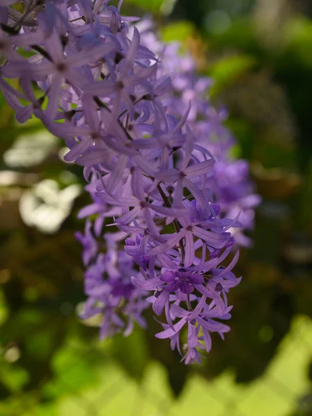 Photo Shows How Subtropical Vine Blue Inflorescences Grows Wisteria Plant — Stock Photo, Image