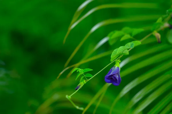 Fényképek Mutatja Trópusi Liana Virág Nevű Csikló Egzotikus Kék Virág — Stock Fotó