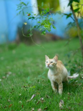 Fotoğraf bahçedeki çimlerin üzerinde hamile bir kızıl kediyi gösteriyor. Kedi avlanırken fotoğraflandı. Kedi vahşi ve hamileliğinin son günlerinde.