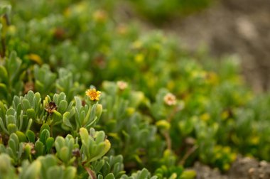 Fotoğraf sahilde büyüyen küçük yeşil bir çalıyı gösteriyor. Ön planda uzun bir bitki değil, ama arka planda Atlantik Okyanusu görülebilir. Kıyı bitkisi neredeyse kayalarda yetişiyor..