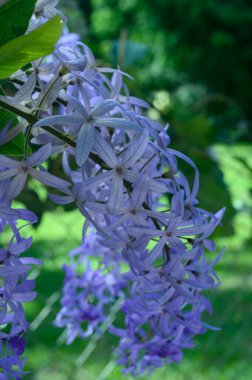Fotoğraf, mavi infloresanslı bir subtropikal sarmaşığın nasıl büyüdüğünü gösteriyor. Wisteria bitkisinin küçük mor çiçeklerden oluşan büyük bir infloresansı vardır. Bazı tropik bitkiler 35 cm 'ye kadar geniştir.