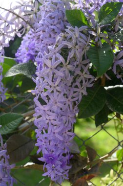 Fotoğraf, mavi infloresanslı bir subtropikal sarmaşığın nasıl büyüdüğünü gösteriyor. Wisteria bitkisinin küçük mor çiçeklerden oluşan büyük bir infloresansı vardır. Bazı tropik bitkiler 35 cm 'ye kadar geniştir.