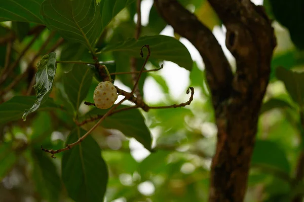 Foto Toont Een Noni Vrucht Hangend Aan Een Boom Morinda — Stockfoto