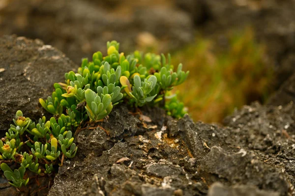 Foto Muestra Pequeño Arbusto Verde Creciendo Playa Una Planta Alta — Foto de Stock