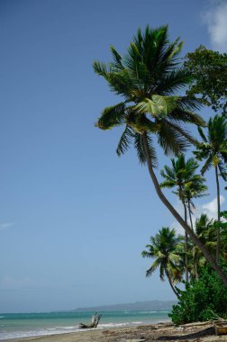 Fotoğraf, Dominik Cumhuriyeti 'nin Karayip adasındaki plajı gösteriyor. Uzakta birçok palmiye ve kıyıdan bir kısmı görülebilir. Gökyüzü bulutsuz mavidir..