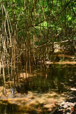 Fotoğraf tropikal bir ormanı gösteriyor. Mangrove çalılıkları kompozisyonun temelini oluşturur. Nehir fotoğrafın altında görülebilir. Egzotik bir durgun su, tropik bölgelerin derinliklerine seslenir..