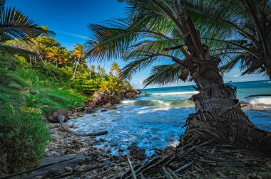 Karayip denizinin egzotik kayalık plajına bakın. Yeşil bitkileri ve palmiyeleri olan tropik bir sahil. Turistik bölge rahatlamak için mükemmel..