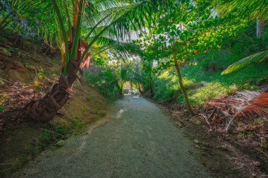 Ormanda yürüyüş yolu. Yol açısından, parlak güneş görülebilir. Raylarla çevrili egzotik bitki örtüsü. Tropikal orman manzarası günbatımında büyüleyici..