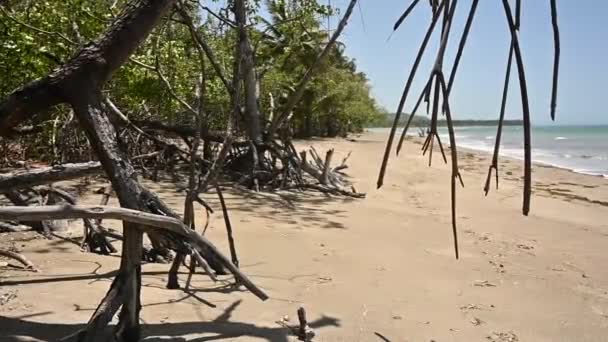 Hareketi Tropikal Ormanı Gösteriyor Mangrove Çalılıkları Kompozisyonun Temelini Oluşturur Fotoğrafın — Stok video