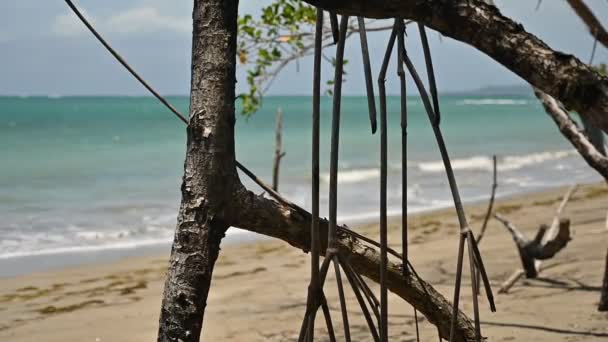 Ruch Pokazuje Tropikalną Dżunglę Gęstwiny Namorzynowe Stanowią Podstawę Składu Ocean — Wideo stockowe