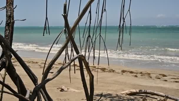 Película Muestra Selva Tropical Los Matorrales Manglar Forman Base Composición — Vídeo de stock