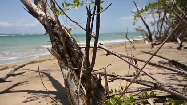 Beweging Toont Tropische Jungle Mangrovestruiken Vormen Basis Van Compositie Oceaan — Stockvideo